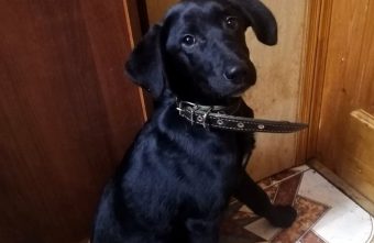 В Тверской области спасли щенка, привязанного на морозе щенка