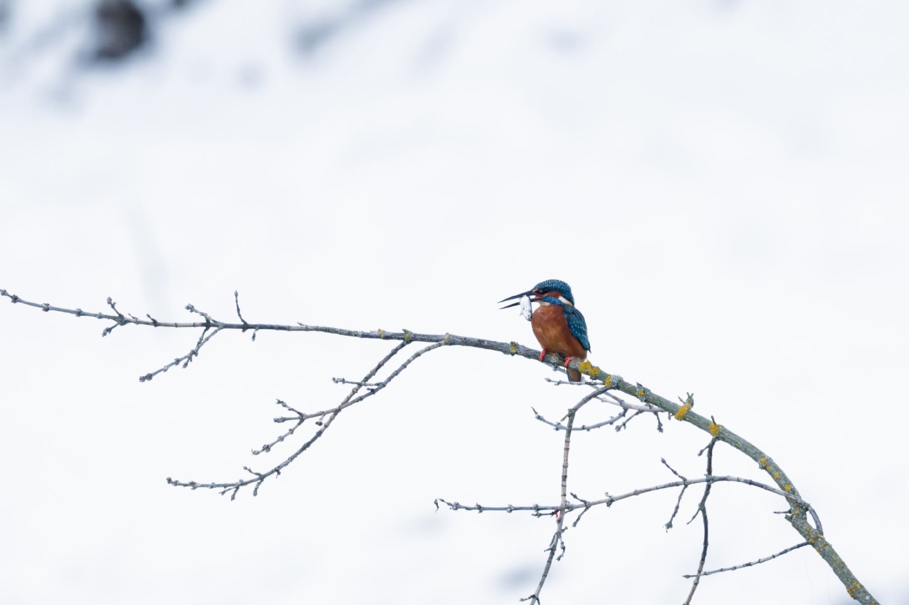 Жительница Твери три зимы гонялась за маленькой птичкой