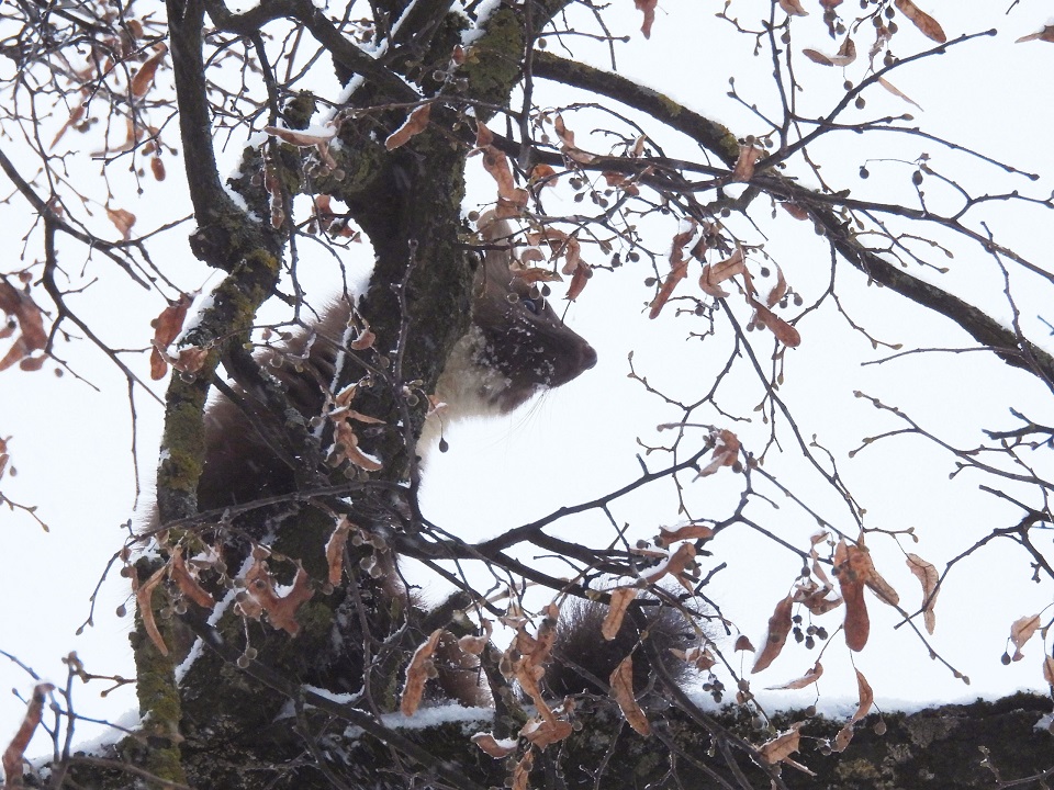 Сад в центре Твери посетила лесная хищница