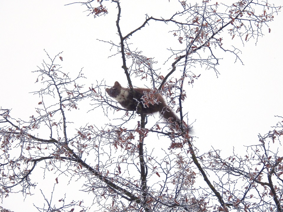 Сад в центре Твери посетила лесная хищница