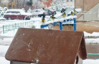 В Тверской области воруют даже кормушки для птиц кормушки