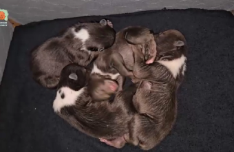 рекордными