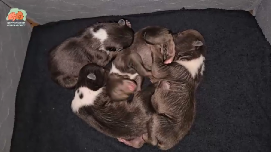 рекордными