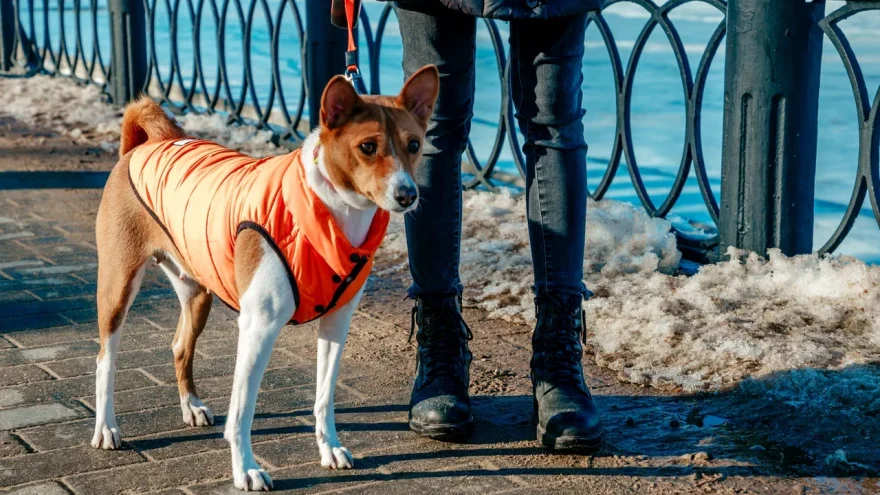 Спрос на шубы и обереги для питомцев вырос в 20 раз Wildberries в 2025 году