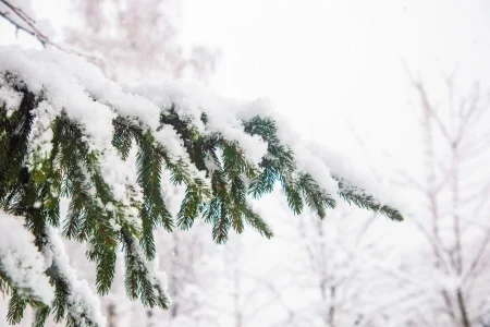 Сначала оттепель, а затем крепкие морозы: синоптики рассказали, что ждёт жителей Тверской области на грядущей неделе