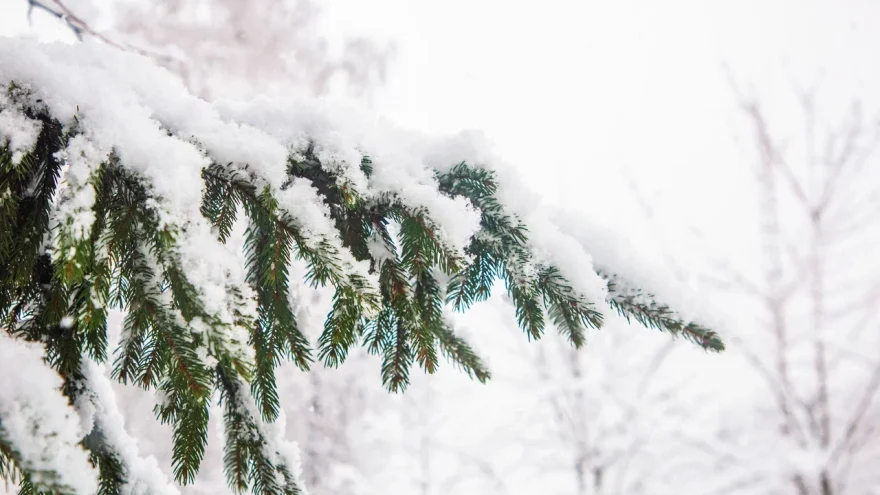 Сначала оттепель, а затем крепкие морозы: синоптики рассказали, что ждёт жителей Тверской области на грядущей неделе.