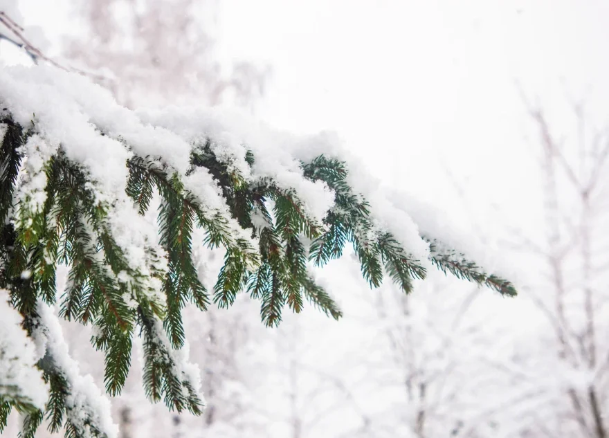 Сначала оттепель, а затем крепкие морозы: синоптики рассказали, что ждёт жителей Тверской области на грядущей неделе