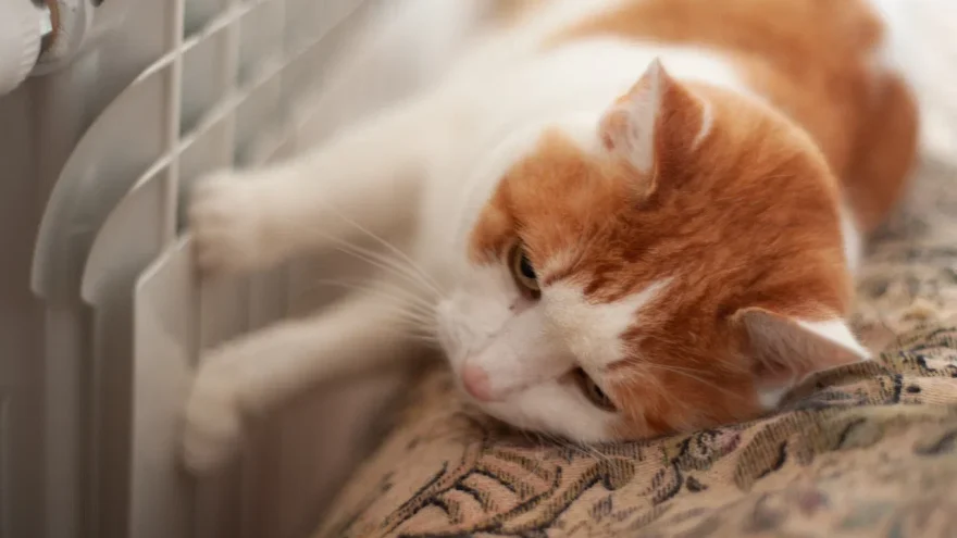 температуру