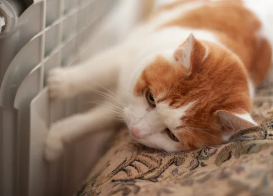 температуру