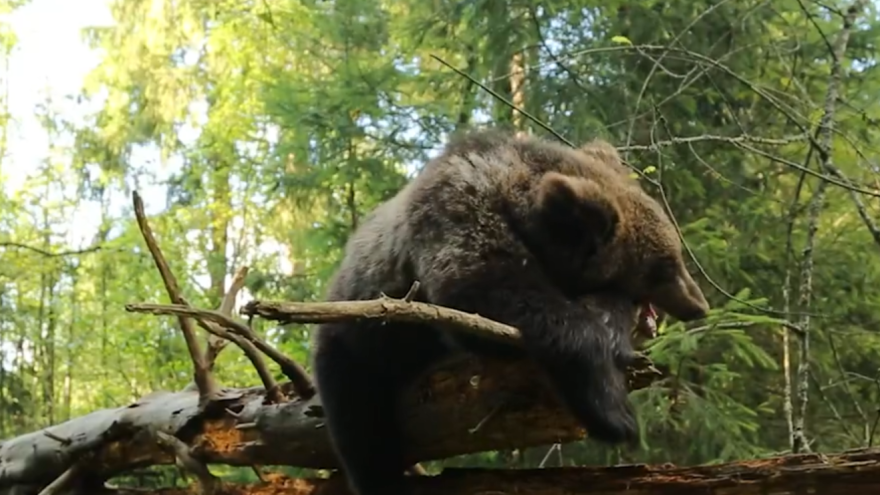 медвежонок