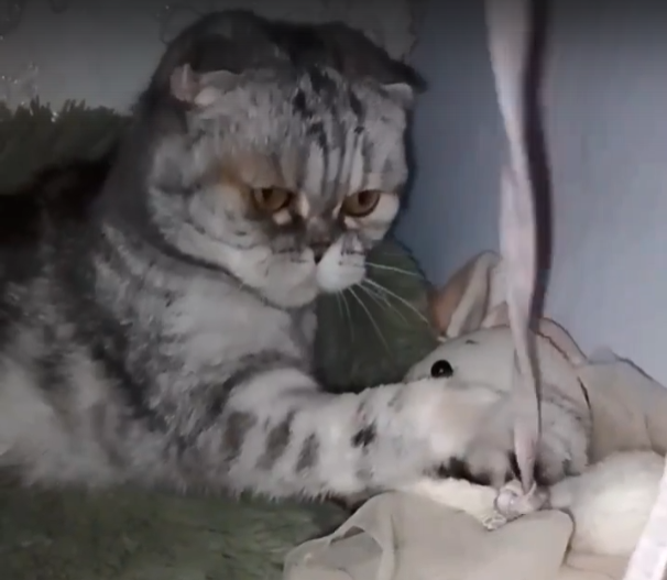 ДТП с электросамокатами: кто прав, кто виноват