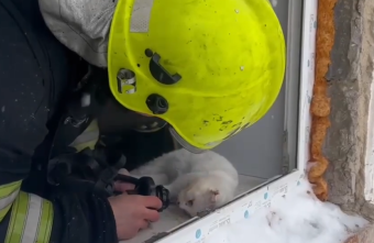 В Тверской области пожарные спасли надышавшихся угарным газом животных В Тверской области пожарные спасли надышавшихся угарным газом животных