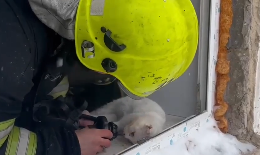В Тверской области пожарные спасли надышавшихся угарным газом животных