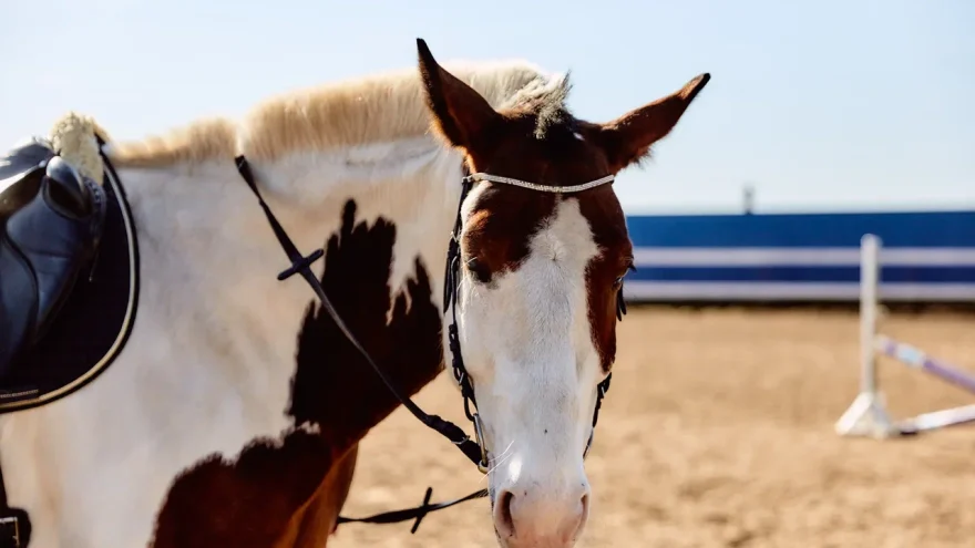 Тверской областной ипподром завершил газификацию