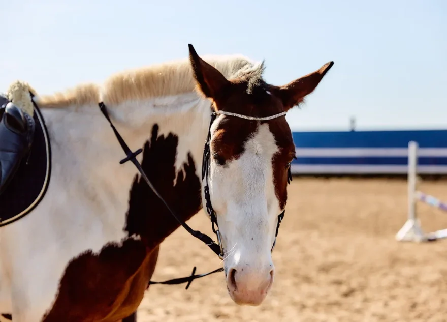 Тверской областной ипподром завершил газификацию