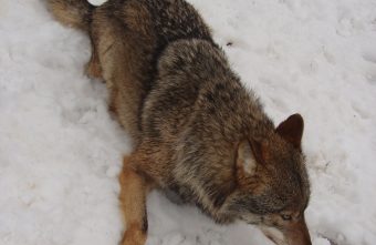 предупредили