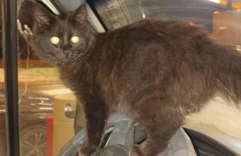 Волонтеры из Тверской области привезли пушистый «привет» с фронта пушистый