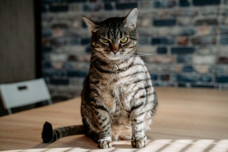 Аристократы, лежебоки и уютные плюшки: самые модные кошки 2025 года кошки