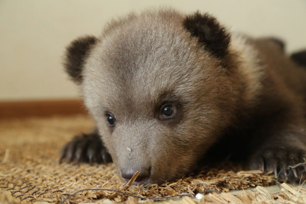 Центр спасения медвежат-сирот из Тверской области выиграл грант Президентского фонда природы