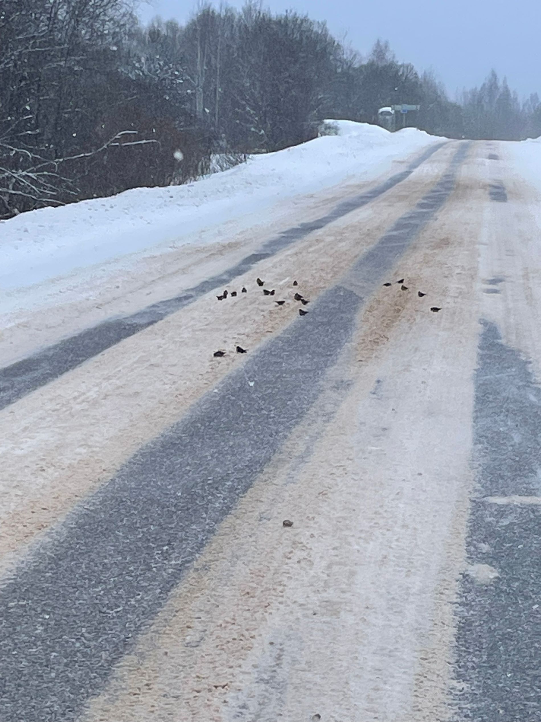 На трассе в Тверской области массово давят птиц