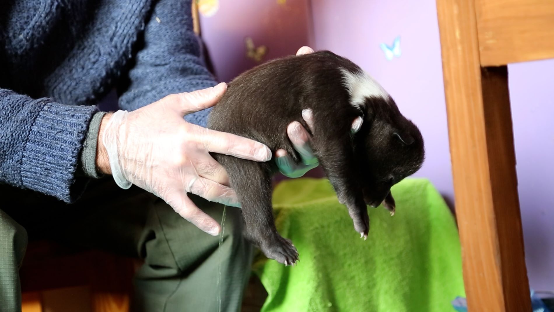 В Тверской области медвежата заставляют экологов менять пеленки