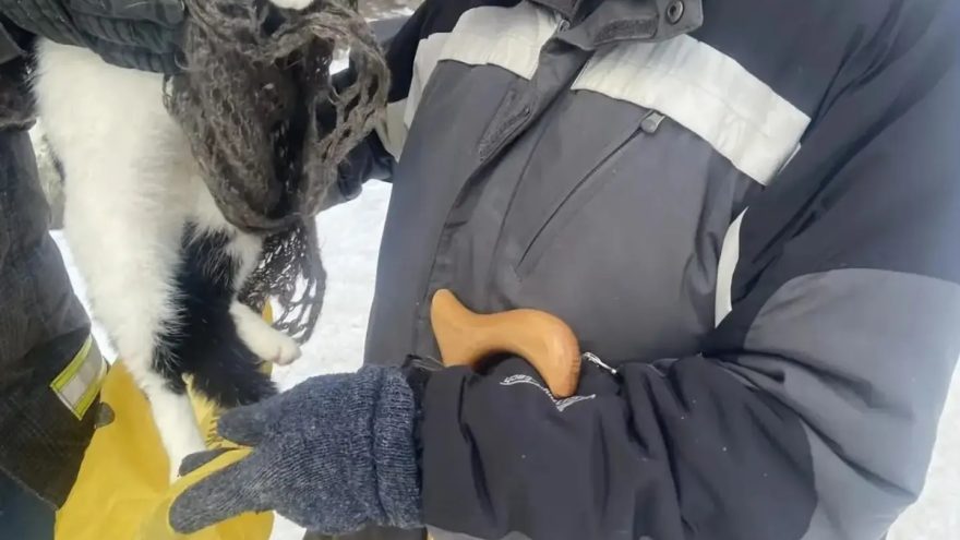 В Тверской области пожарные спасли кота, который два дня просидел на чужом балконе