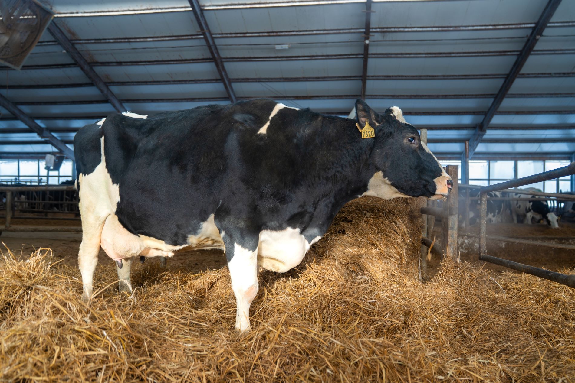 В Тверской области корова побила рекорд рождаемости