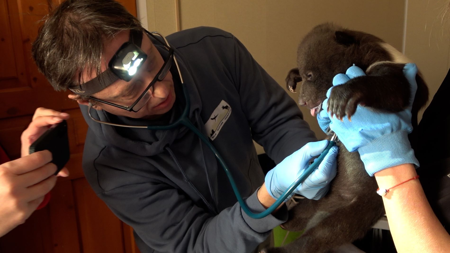 Врач из Госпиталя дикой природы проверил здоровье медвежат в Тверской области