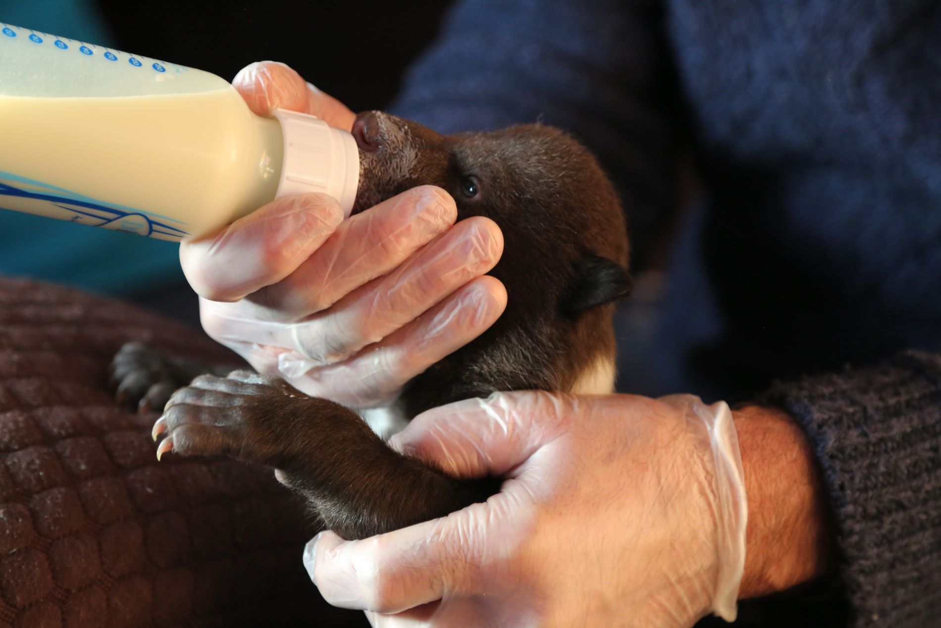 В Тверской области медвежата заставляют экологов менять пеленки