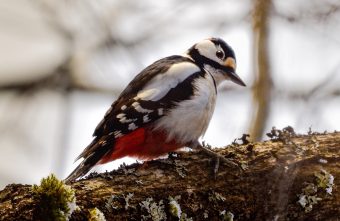 Ученые рассказали, каких птиц стало меньше в Тверской области меньше