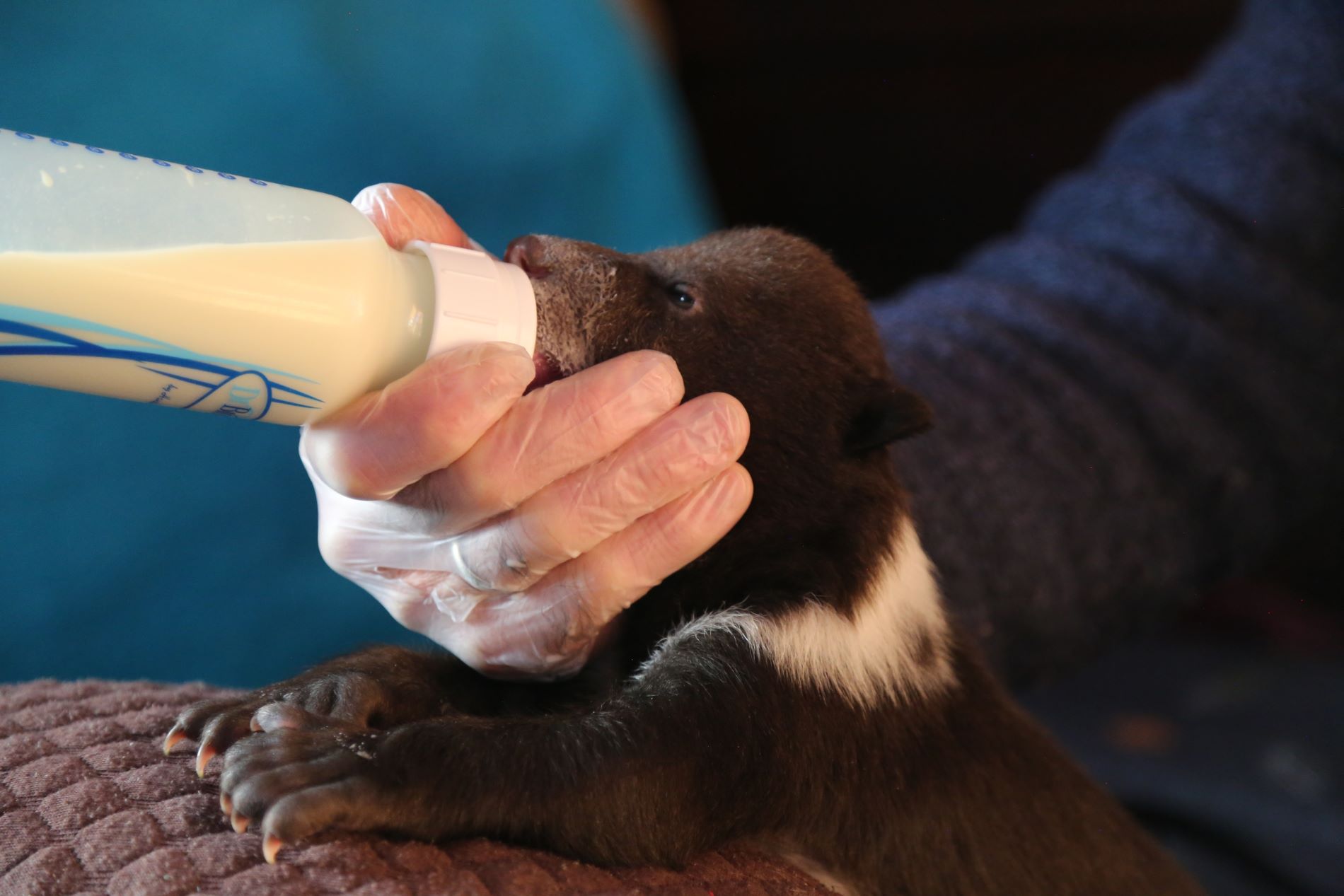 В Тверской области медвежата заставляют экологов менять пеленки