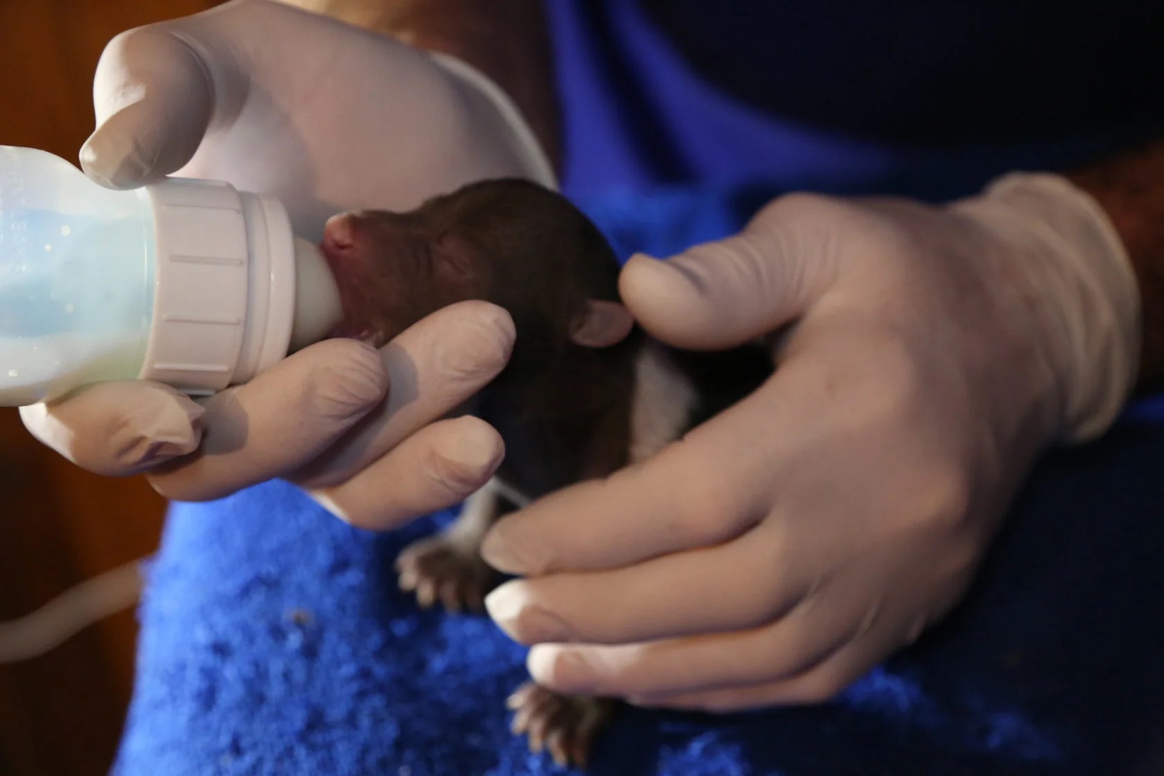 Центр спасения медвежат-сирот из Тверской области выиграл грант Президентского фонда природы