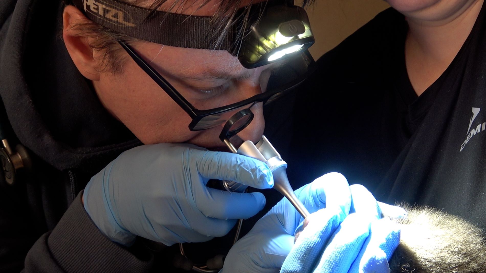 Врач из Госпиталя дикой природы проверил здоровье медвежат в Тверской области