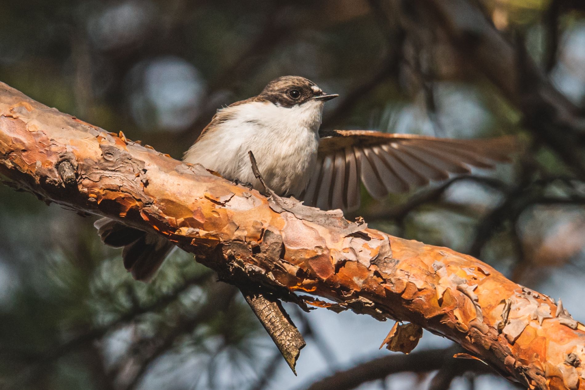 Ученые рассказали, каких птиц стало меньше в Тверской области