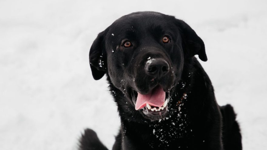 Родители ребенка, которого укусила собака под Тверью, получат компенсацию