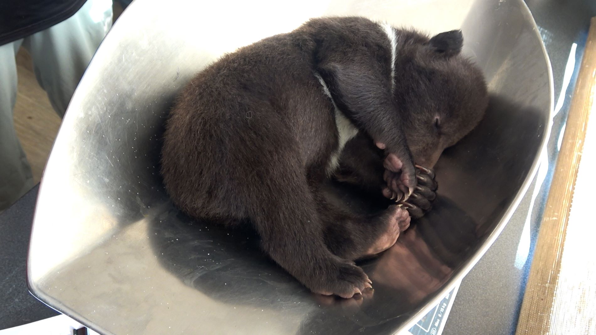 Врач из Госпиталя дикой природы проверил здоровье медвежат в Тверской области