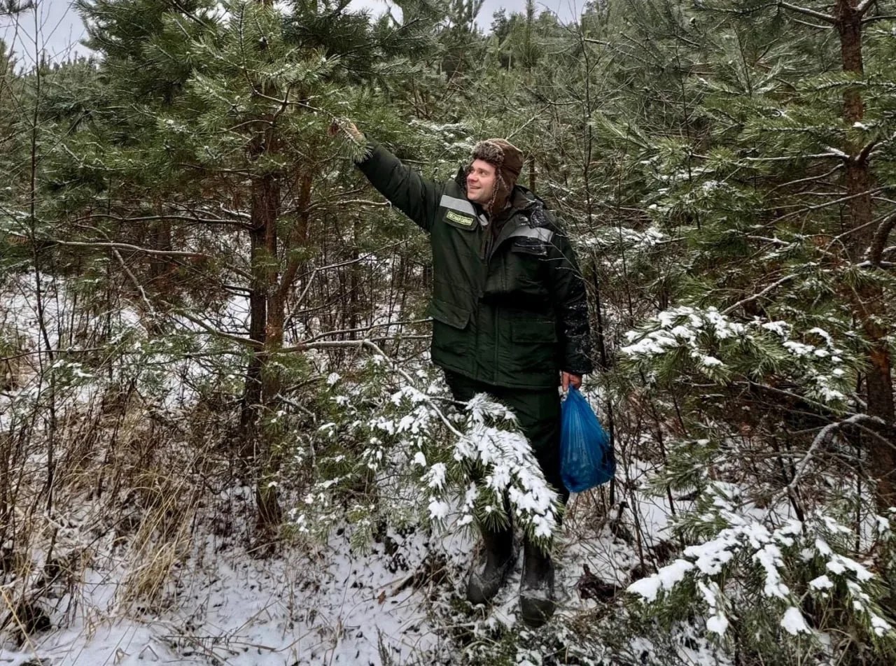 Для восстановления лесов в Тверской области собрали больше 35 тонн шишек