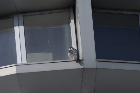 Грозу тверских птиц сняли сидящим на "рюмке" грозу