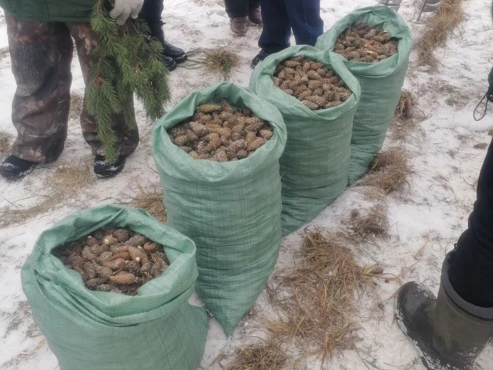 Для восстановления лесов в Тверской области собрали больше 35 тонн шишек