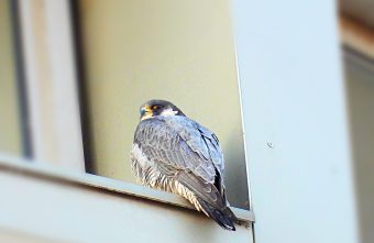 Самая быстрая птица в мире "поселилась" на знаменитом здании Твери птица