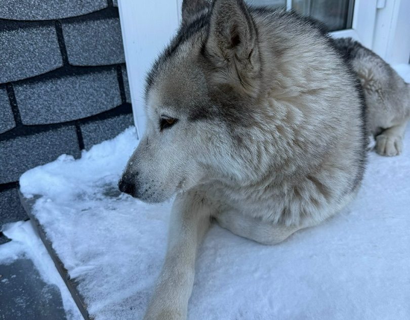 Под Тверью ищут дом для грустного красавца