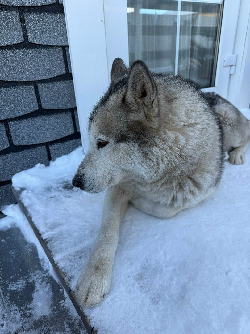 Под Тверью ищут дом для грустного красавца