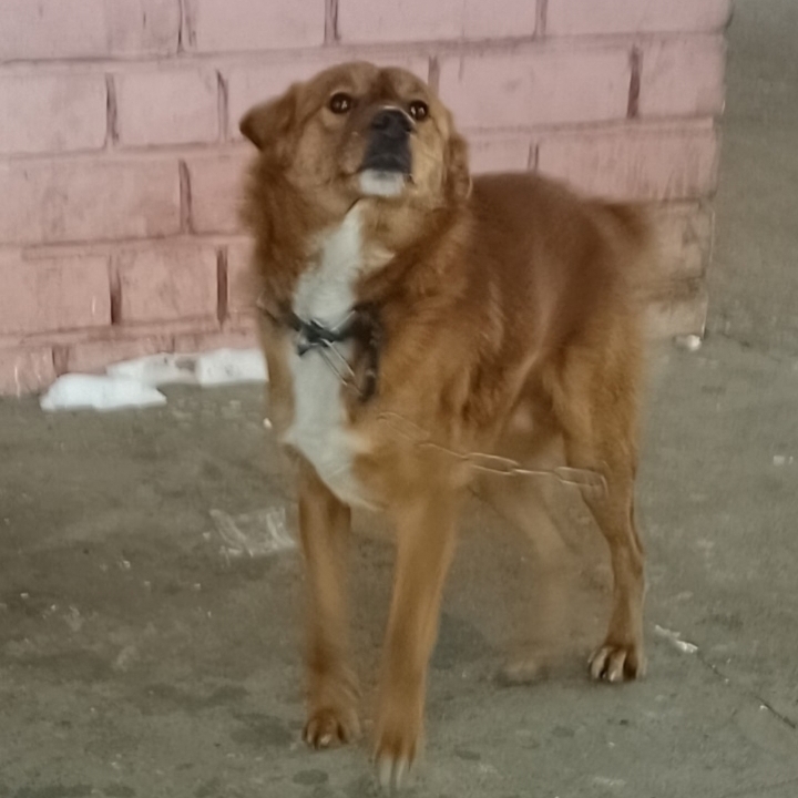 В Тверской области ищут дом для добрых собак, оставшихся без хозяина