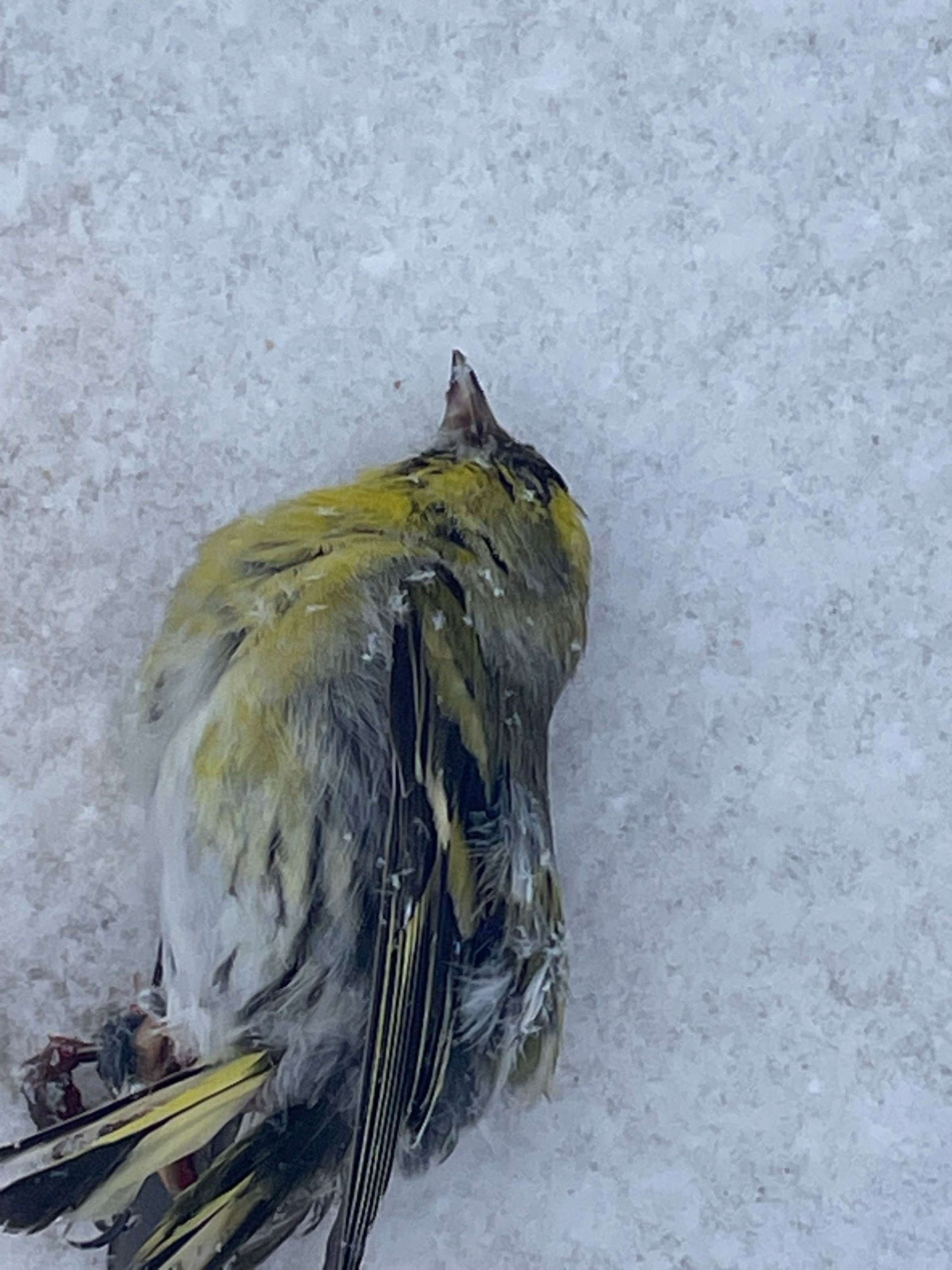 На трассе в Тверской области массово давят птиц