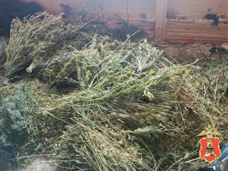 У жителя Тверской области нашли плантацию конопли