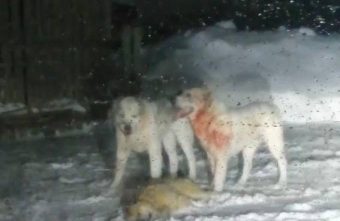 В Тверской области сбежавшие алабаи загрызли насмерть собаку