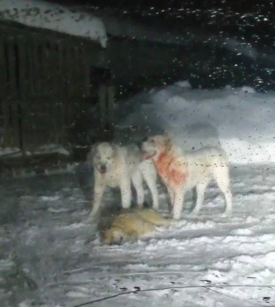 В Тверской области сбежавшие алабаи загрызли насмерть собаку