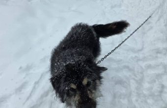 ищут хозяина