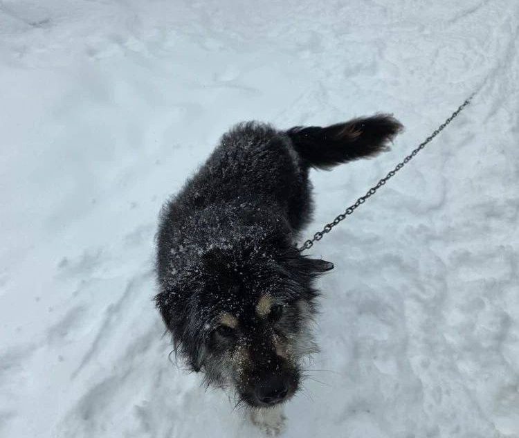 ищут хозяина