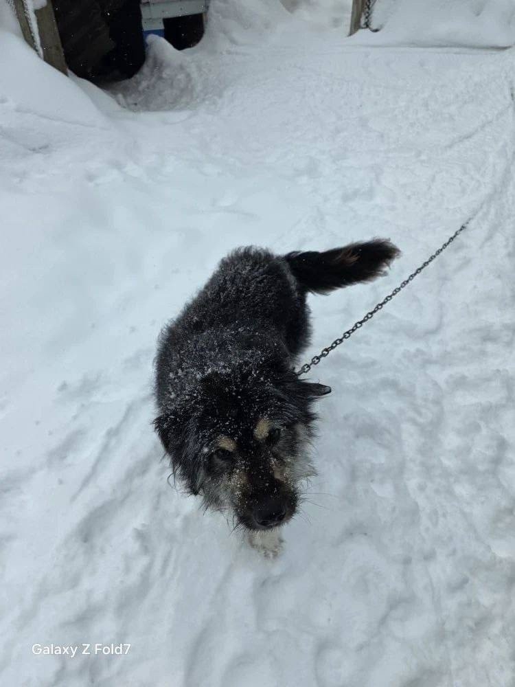 ищут хозяина